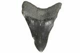 Fossil Megalodon Tooth - South Carolina #168214-1